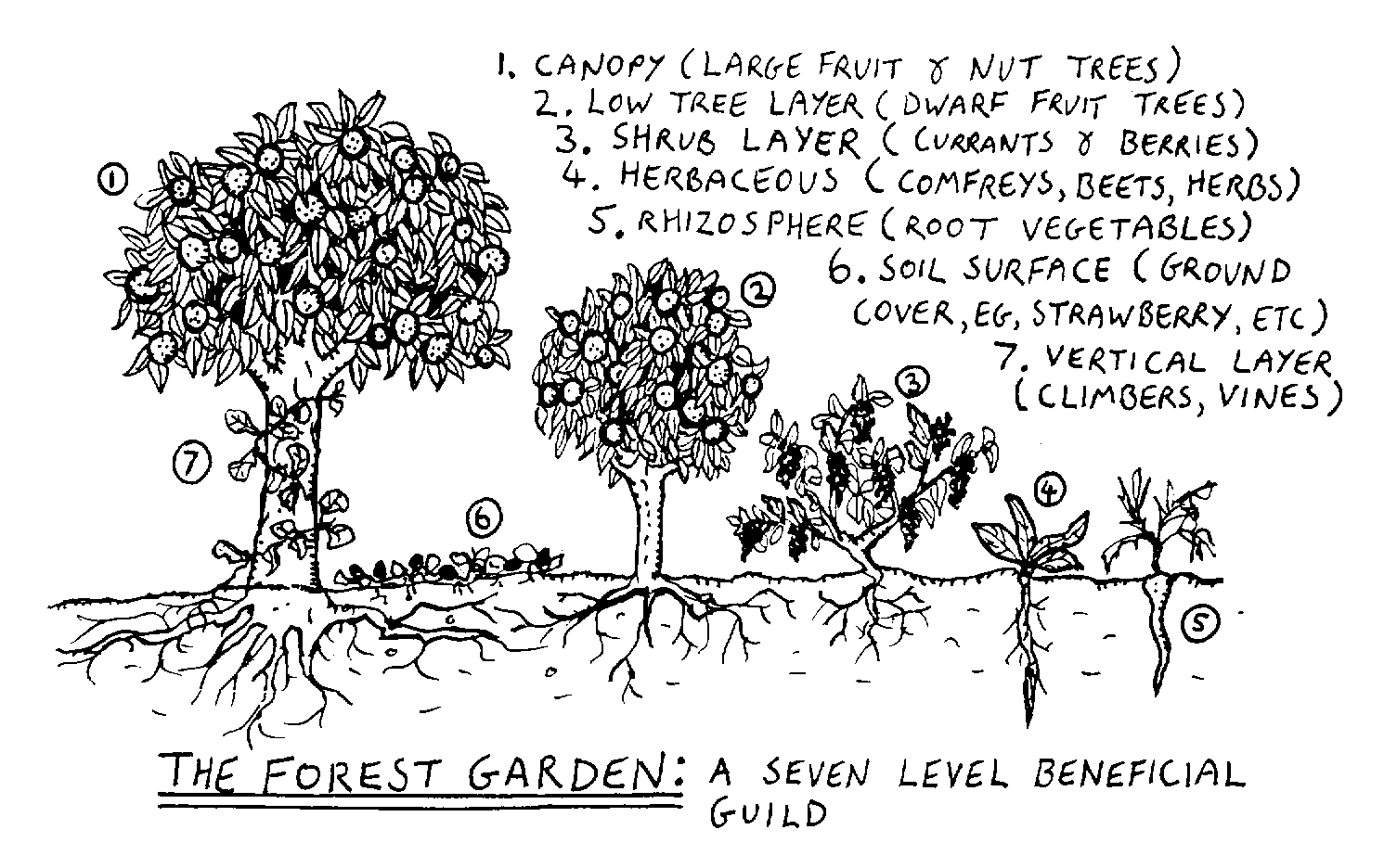 Hand-drawn forest garden diagram showing the seven layers of a forest